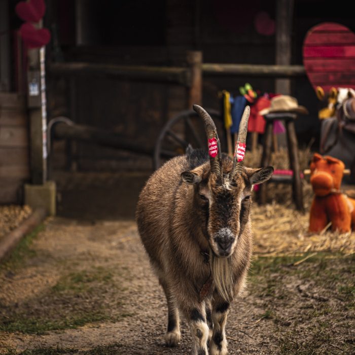 2024 WOŚP Czerwone Maki