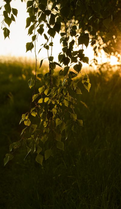 Liście brzozy pod słońce